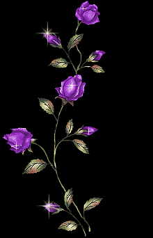 roselline viola
